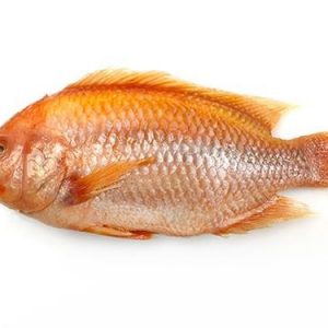 Rode Tilapia 500g-700g / Ca Dieu Hong
